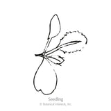 Line drawing of a young cabbage seedling, showing rounded seed leaves atop a taproot with one serrated true leaf emerging, labeled 