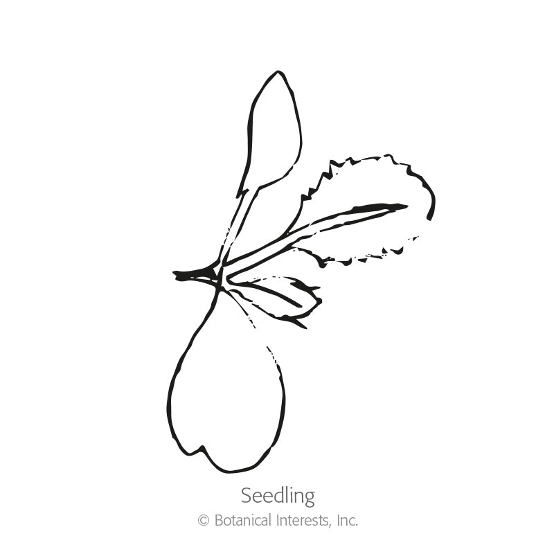 Line drawing of a young cabbage seedling, showing rounded seed leaves atop a taproot with one serrated true leaf emerging, labeled 