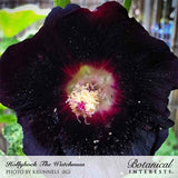 Close-up of a Watchman hollyhock bloom with deep near-black petals surrounding a contrasting maroon and cream-colored center with pale pollen-covered stamens, labeled 