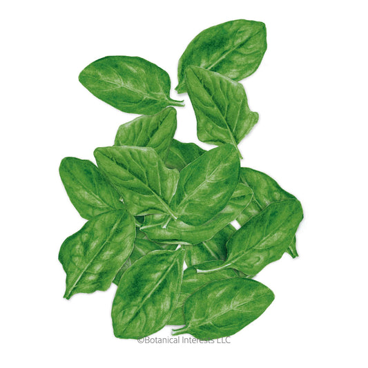 Illustration of Space Spinach leaves on a white background