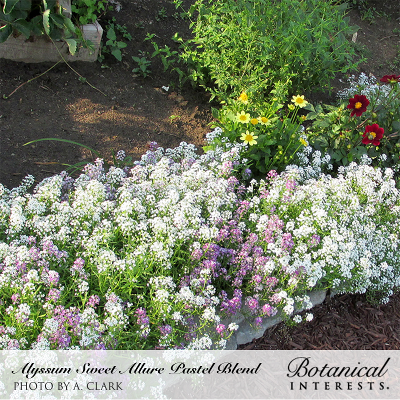 A low border of Sweet Alyssum in white and pastel purple edges a garden bed, with yellow daisy-like flowers and dark red blooms growing behind it against dark soil.