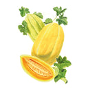 Illustration of Navajo Yellow Cantaloupe/Muskmelon Melon with leaves on a white background