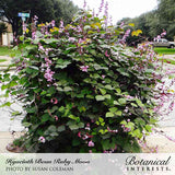 A large, dense Ruby Moon hyacinth bean vine with heart-shaped green leaves, pink flower spikes, and dark purple seed pods, growing into a rounded mound at a suburban street corner.