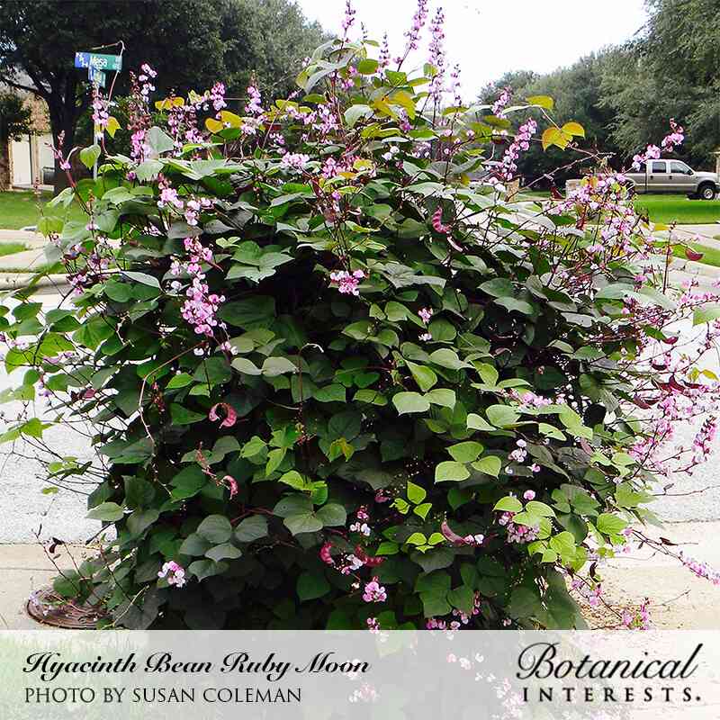 A large, dense Ruby Moon hyacinth bean vine with heart-shaped green leaves, pink flower spikes, and dark purple seed pods, growing into a rounded mound at a suburban street corner.