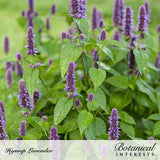 Close-up photo of purple lavender hyssop flower spikes in full bloom with green foliage, labeled 