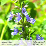Close-up of a true hyssop flower spike showing tubular purple-blue blooms and buds arranged along a leafy green stem, set against a sunlit blurred garden backdrop.