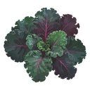 Illustration of a bunch of Scarlet Kale leaves on a white background