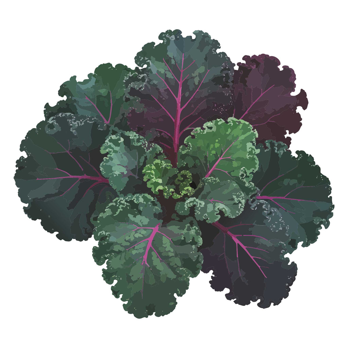 Illustration of a bunch of Scarlet Kale leaves on a white background