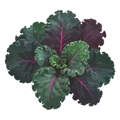 Illustration of a bunch of Scarlet Kale leaves on a white background