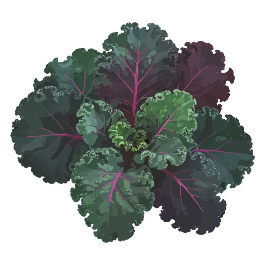 Illustration of a bunch of Scarlet Kale leaves on a white background