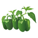Illustration of green Emerald Giant Sweet Pepper with leaves on a white background