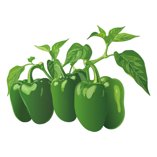 Illustration of green Emerald Giant Sweet Pepper with leaves on a white background