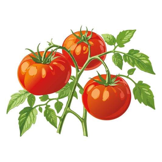 Illustration of red bush rutgers tomatoes on a green stem with leaves against a white background