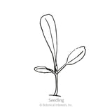Simple black-and-white line drawing of a young seedling with two rounded lower leaves and one long upright leaf on a slender stem, labeled 