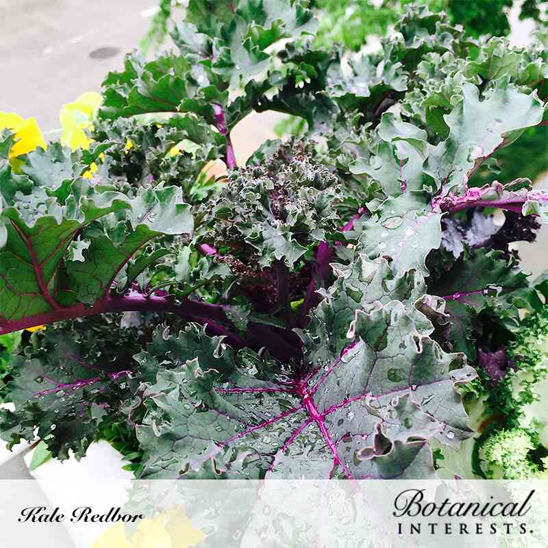 Close-up of Redbor kale with tightly ruffled, blue-green leaves and vivid magenta stems and veins, dotted with water droplets; text labels this as Kale Redbor from Botanical Interests.