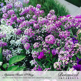 Dense clusters of tiny sweet alyssum flowers in purple, pink, and white bloom alongside deep purple petunias in a lush garden bed, with text labeling the varieties Rosie O'Day, Tiny Tim, and Oriental Nights.