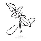 Black and white line drawing illustration of a young tomato seedling with lobed leaves, labeled 