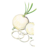 Botanical illustration of a whole white Gladstone onion with green stalks attached, shown beside loose rings and a cross-sectioned half revealing its concentric layers.