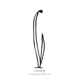 Simple black line illustration of an onion seedling, showing two slender curved leaf blades emerging from the soil, labeled 