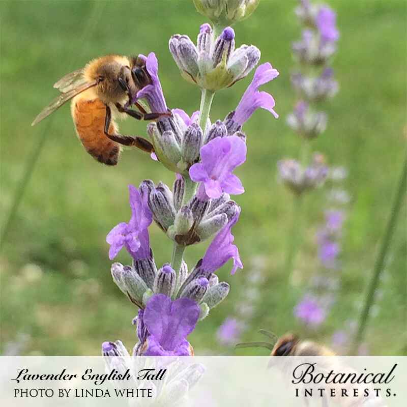 A fuzzy orange-and-black bee clings to a spike of purple English Tall lavender blooms, with more lavender stalks blurred in the green background; text credits the photo to Linda White and labels the Botanical Interests brand.