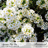 Close-up of Tiny Tim sweet alyssum in full bloom, showing dense clusters of small white four-petaled flowers with yellow centers against low mounding green foliage.