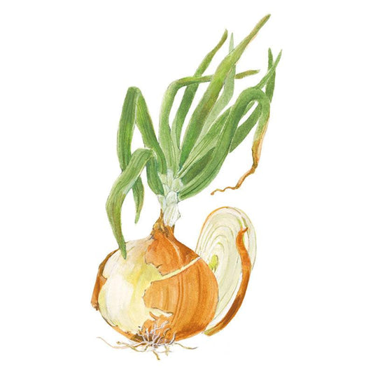 Watercolour illustration of a Texas Early Grano onion, its papery golden-brown skin peeling back to reveal pale layers, with tall green sprouting leaves and a curled root, shown beside a separate peeled outer layer, on a white background.