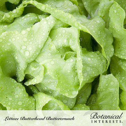 Close-up of pale green Buttercrunch butterhead lettuce leaves with loosely ruffled edges, beaded with water droplets, from a Botanical Interests seed packet labeled "Lettuce Butterhead Buttercrunch."
