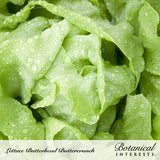 Close-up of pale green Buttercrunch butterhead lettuce leaves with loosely ruffled edges, beaded with water droplets, from a Botanical Interests seed packet labeled 
