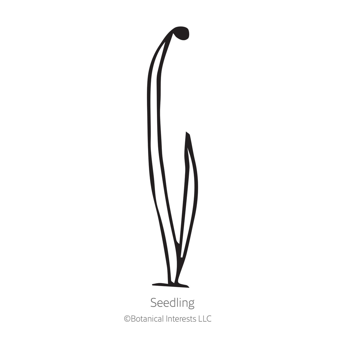 Black line drawing illustration of an onion seedling on a white background, featuring the text "Seedling" at the bottom.