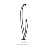 Black line drawing illustration of an onion seedling on a white background, featuring the text 