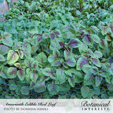 Dense row of red leaf amaranth growing behind chicken wire fencing, with broad green leaves marked by deep burgundy veining and centers, supported by wire hoops in a garden bed.