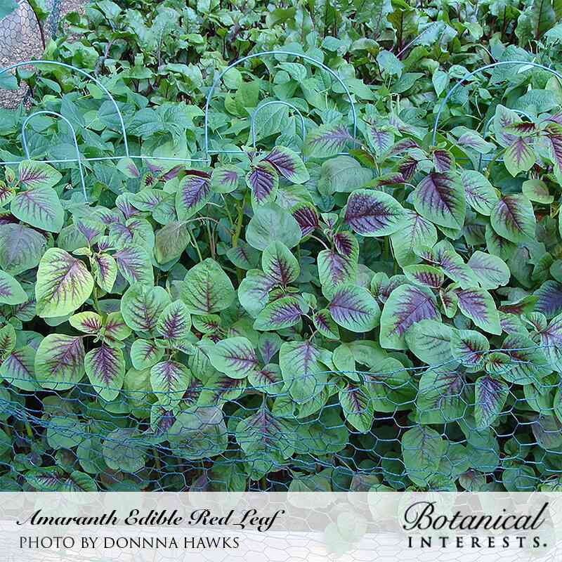 Dense row of red leaf amaranth growing behind chicken wire fencing, with broad green leaves marked by deep burgundy veining and centers, supported by wire hoops in a garden bed.