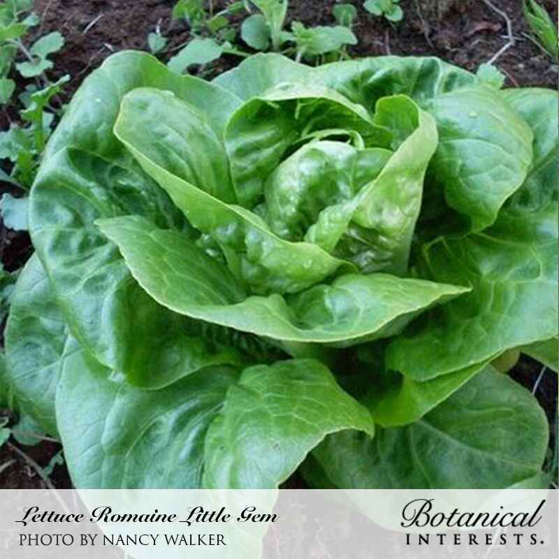 Overhead view of a compact Little Gem romaine lettuce head with tightly folded, glossy green leaves and a pale, ruffled center, growing in dark garden soil beside young seedlings.
