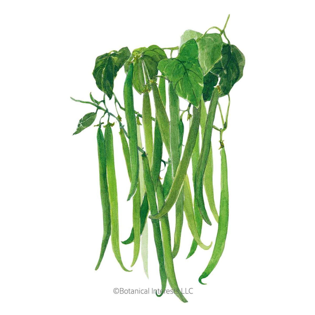 Illustration of long, slender green Maxibel Filet Bush Beans hanging from leafy green stems, isolated on a white background.