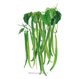 Illustration of long, slender green Maxibel Filet Bush Beans hanging from leafy green stems, isolated on a white background.