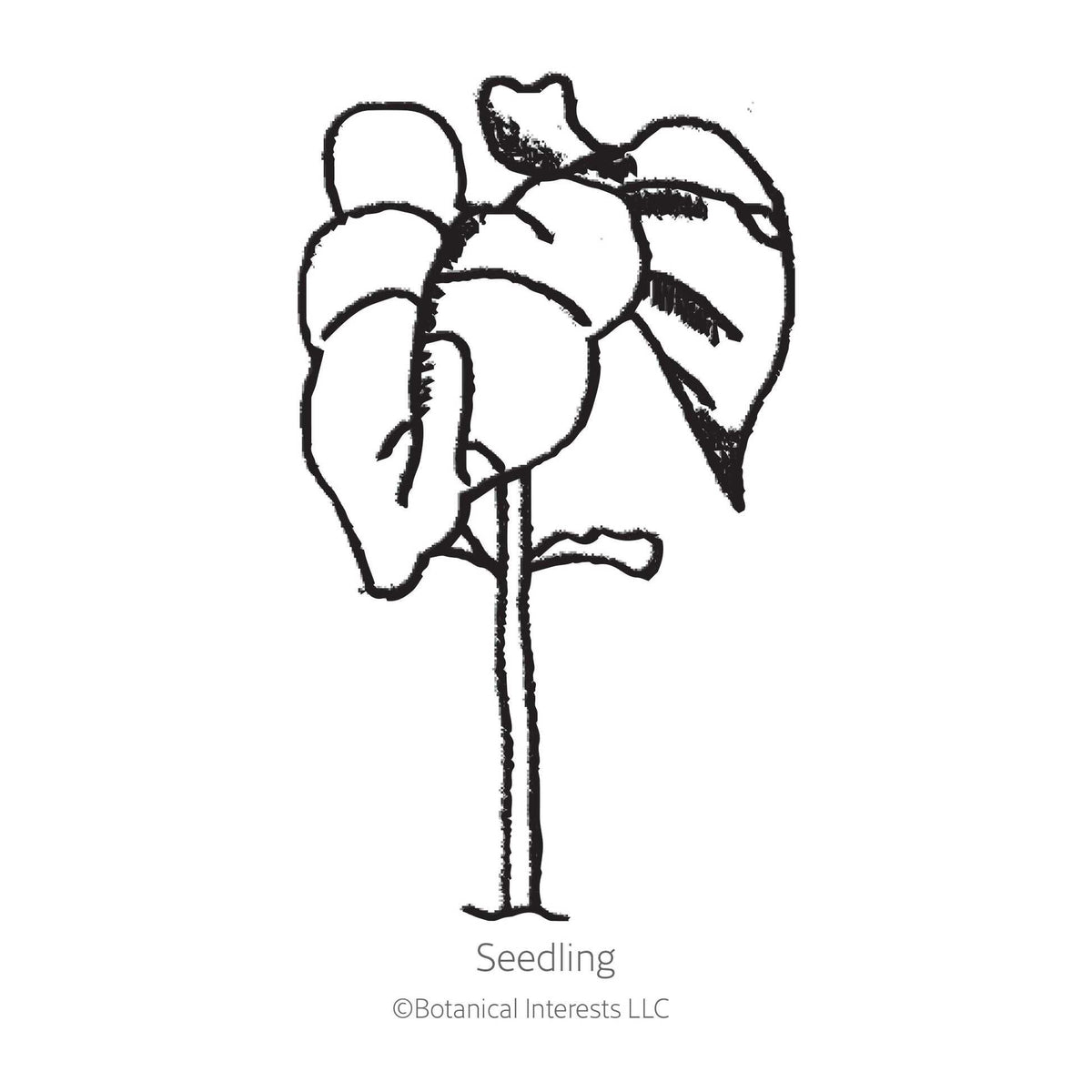Black and white line drawing illustration of a young bean seedling plant with broad leaves, labeled "Seedling" with the Botanical Interests LLC copyright logo below, isolated on a plain white background.