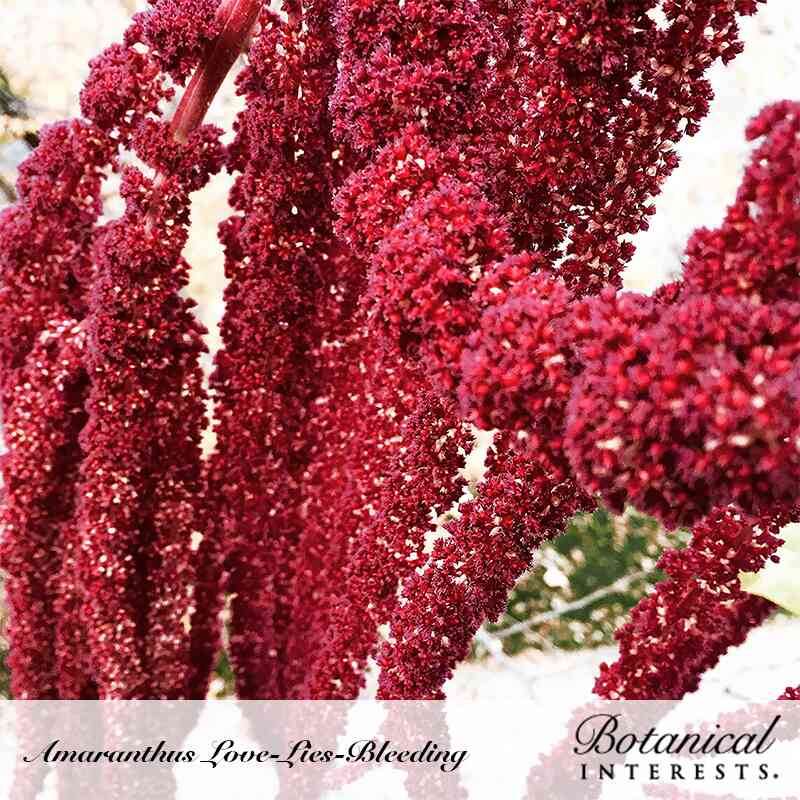 Close-up of Love-Lies-Bleeding amaranth showing long, drooping, rope-like clusters of deep crimson flowers cascading downward against a bright, sunlit background.
