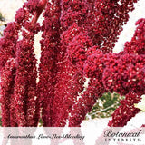 Close-up of Love-Lies-Bleeding amaranth showing long, drooping, rope-like clusters of deep crimson flowers cascading downward against a bright, sunlit background.