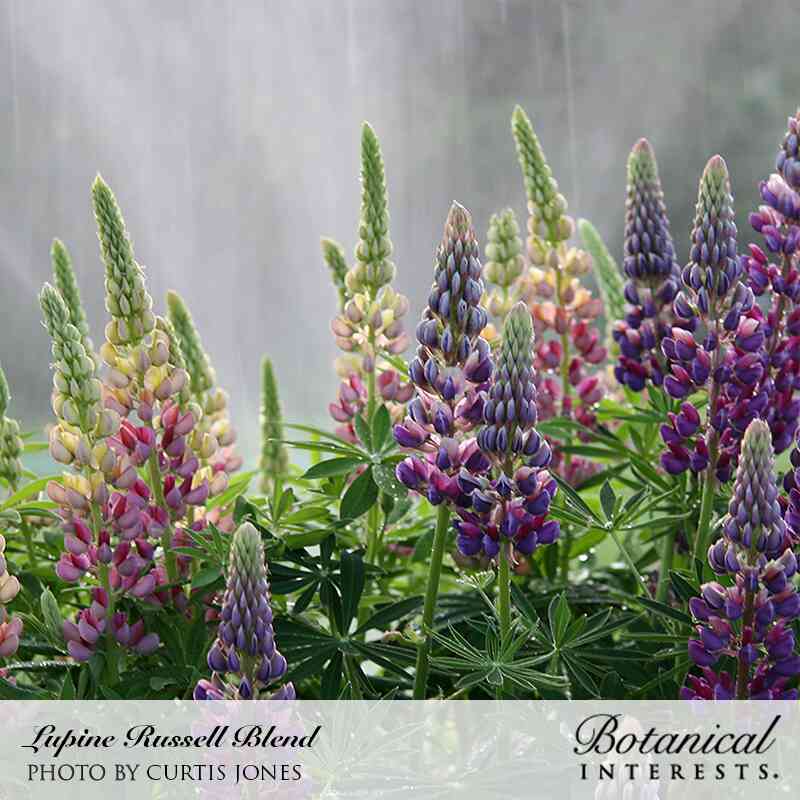 Tall lupine spikes in a Russell Blend mix show densely packed pea-like florets in purple, pink, cream, and yellow shades atop upright green foliage, backlit by fine misted droplets.