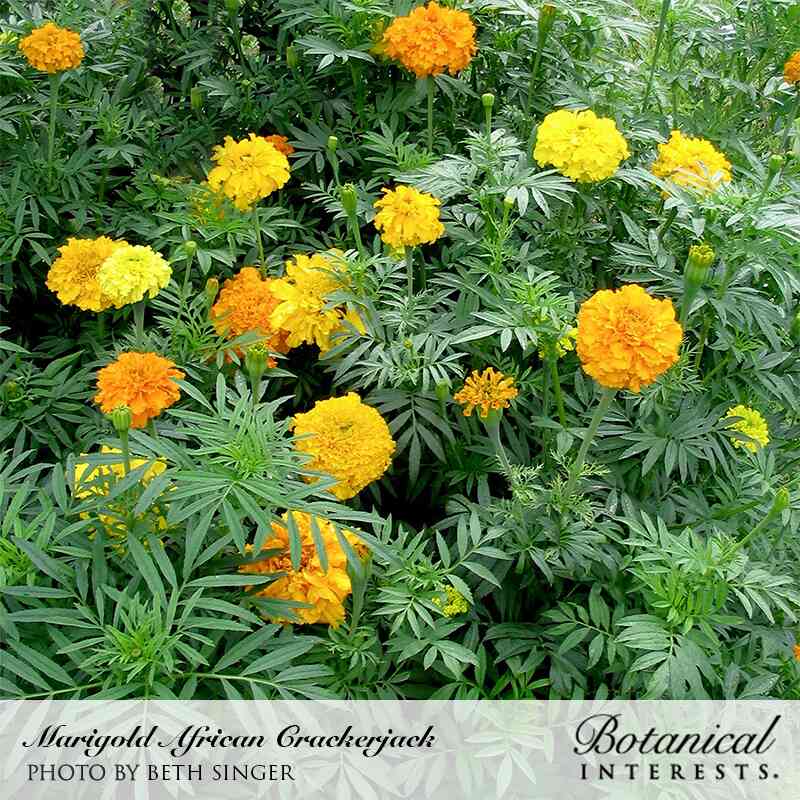 Vibrant yellow and orange pompom marigold flowers blooming densely amongst lush green foliage on a Crackerjack African Marigold Seeds plant.