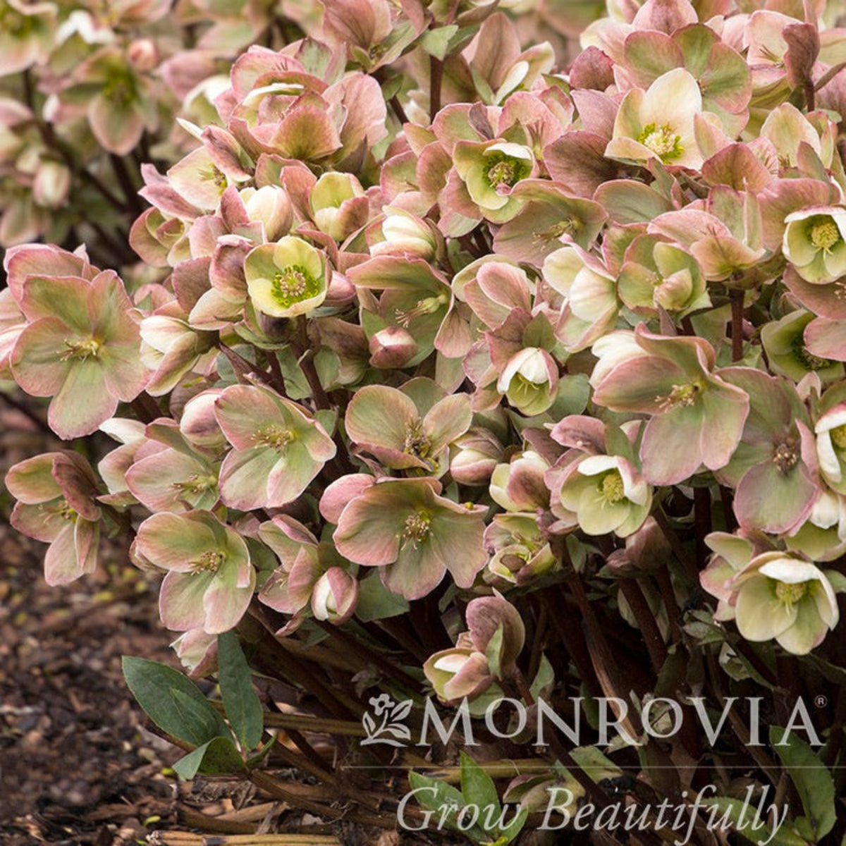 Close-up of pink and green Ivory Prince Hellebore flowers with Monrovia logo