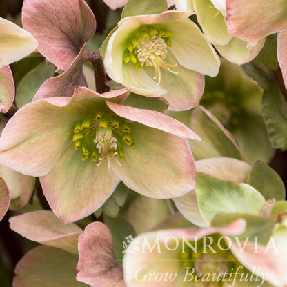 Close-up of pink and green Ivory Prince Hellebore flowers with 'Monrovia' branding.