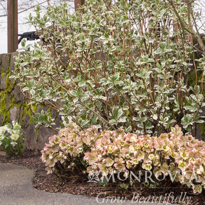 Flowering Ivory Prince Hellebore with pink and green blossoms in a garden setting, featuring the Monrovia logo.