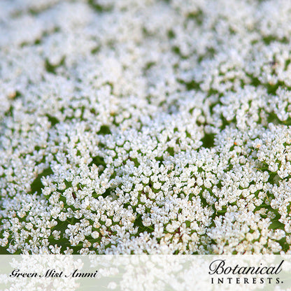 A dense mass of tiny white lace-like Green Mist Ammi flower clusters fills the frame above dark green foliage, with the product name and Botanical Interests logo overlaid at the bottom.