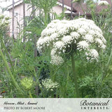 Green Mist Ammi plant with a large, domed umbel of tiny white flowers atop lacy, fern-like foliage, growing tall in a garden with a house and trellis visible behind it.