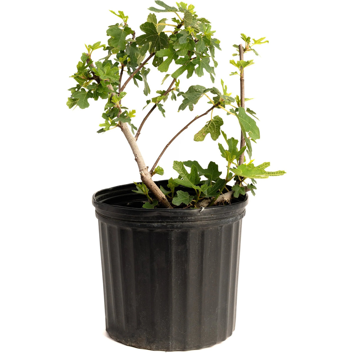 Young potted Black Mission Fig bush plant in a black nursery container on a plain white background.