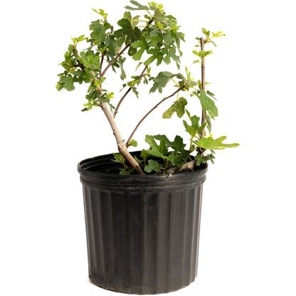 Young potted Black Mission Fig bush plant in a black nursery container on a plain white background.