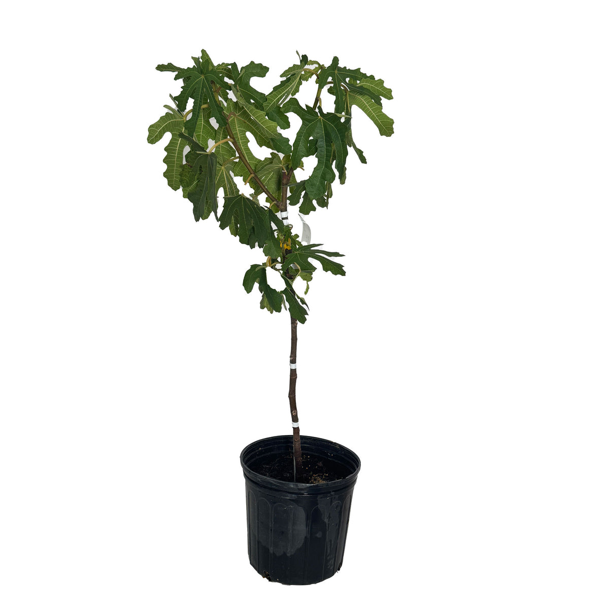 Young potted Black Mission Fig Tree in a black nursery pot, studio shot isolated on a plain white background.