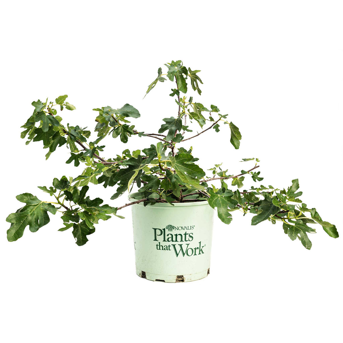 A bushy Fignomenal Fig plant with wide-spreading green branches growing in a white Novalis "Plants that Work" nursery pot, isolated on a plain white background.