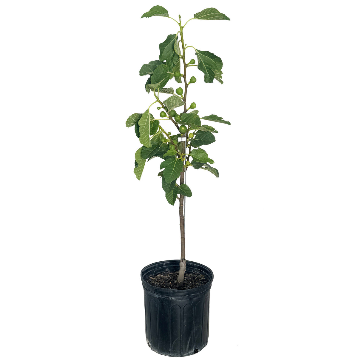 A young, potted Fignomenal Fig tree with leafy branches and small green, unripe figs growing in a black nursery pot, isolated on a plain white background.